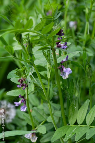Fence peas among meadow grasses. (Latin Vicia sepium).