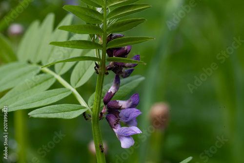 Fence peas among meadow grasses. (Latin Vicia sepium).