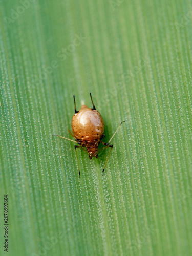 Parasitized Aphid (Aphid Mummy)