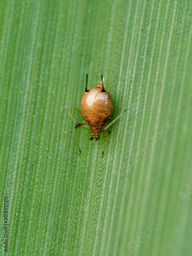 Parasitized Aphid (Aphid Mummy)
