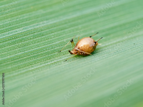 Parasitized Aphid (Aphid Mummy)