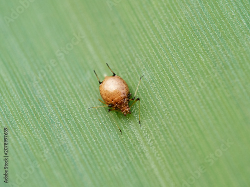 Parasitized Aphid (Aphid Mummy)