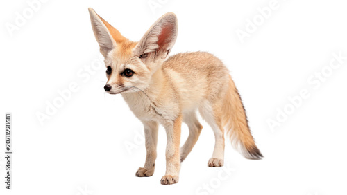 Fotografie Cute fennec fox with big ears sitting looking forward isolated on transparent ba