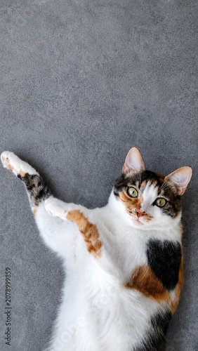 calico cat stretching on gray fabric surface in relaxed and playful mood top-down perspective pet photography animal portraits commercial natural light clean background copy space