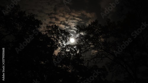 Bright big full super moon shining through ragged clouds in night sky. Dark tree branches sway in the wind