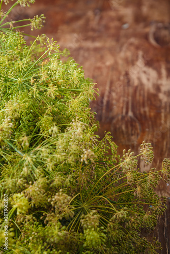 Fresh green dill flower heads, Anethum Graveolens plant in blossom, flavoring with seeds for conservation on rustic wooden table