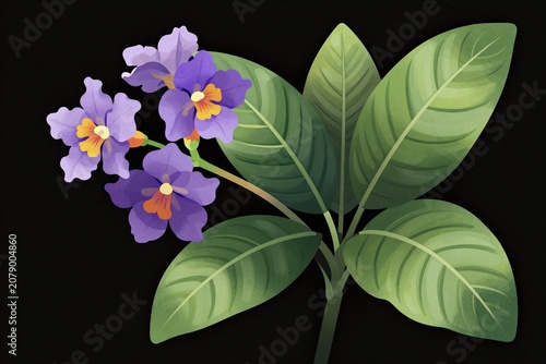 A plant with purple flowers and green leaves on a black background