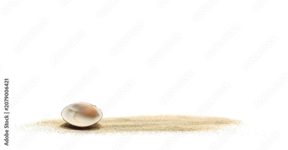 Obraz premium Sea shell in sand pile isolated on white, side view