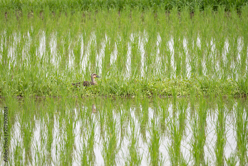 Spot-billed duck in the rice paddle.