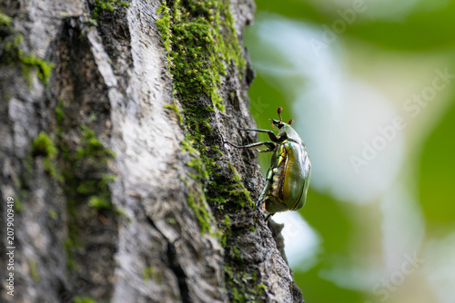 Green drone beetle on the jolcham oak tree trunk.
