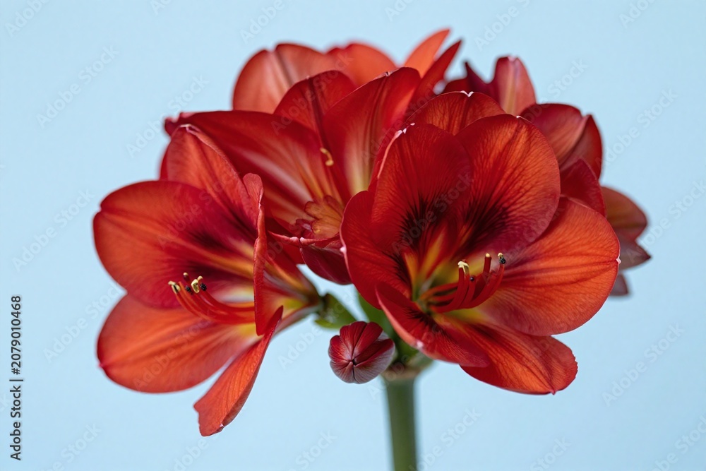 Fototapeta premium A red flower with green leaves against a blue sky