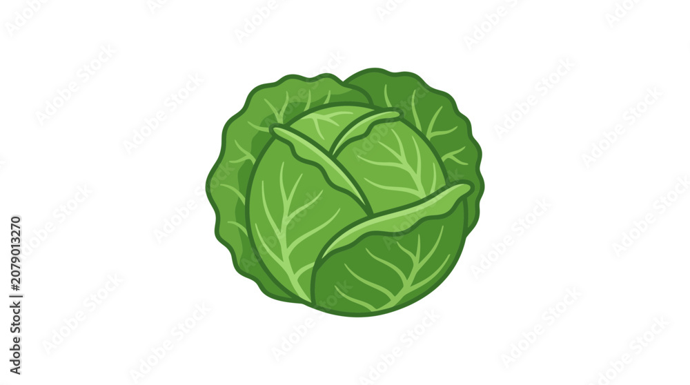 Obraz premium Fresh green cabbage head isolated on white background, simple illustration