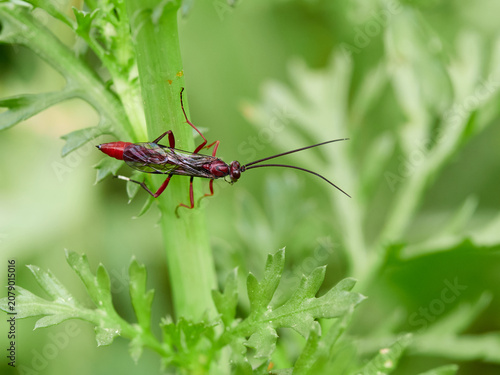 The Long-Tailed Parasitoid: Ichneumonidae Wasp