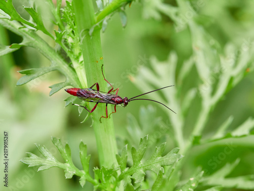 The Long-Tailed Parasitoid: Ichneumonidae Wasp