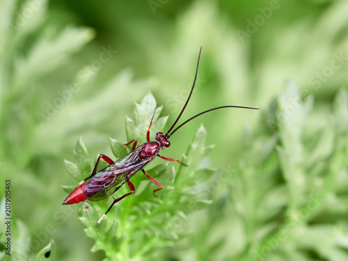 The Long-Tailed Parasitoid: Ichneumonidae Wasp