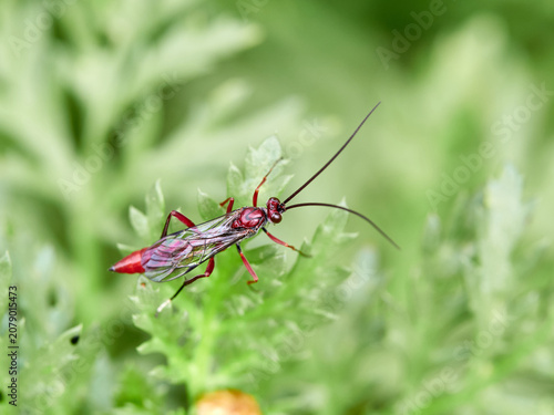 The Long-Tailed Parasitoid: Ichneumonidae Wasp
