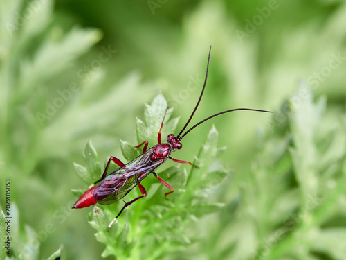 The Long-Tailed Parasitoid: Ichneumonidae Wasp