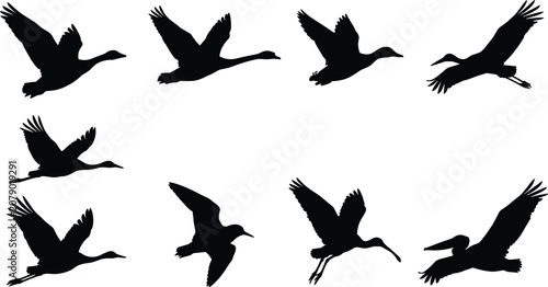 Bird Flight Silhouettes Depicting Waterfowl in Various Wing Positions for Nature Design Projects
