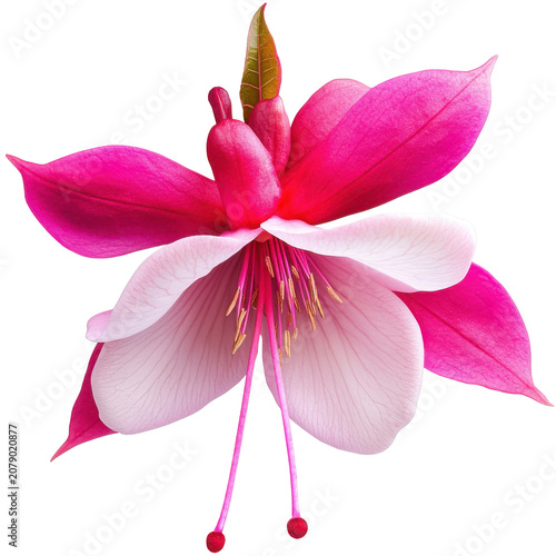 Exquisite fuchsia flower with delicate pink petals and golden pollen details isolated on white background