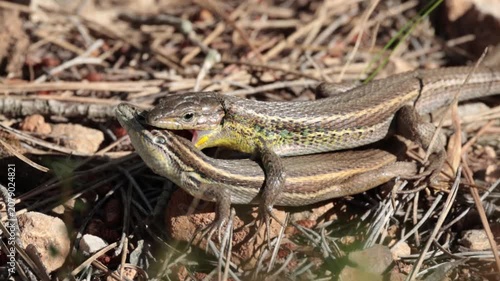 Lagartijas colilargas apareándose sobre la hojarasca en la sierra de Mariola, mostrando una respiración agitada durante la cópula, Bocairent, España