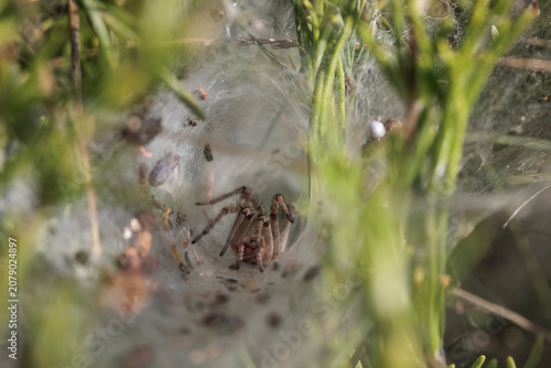 Tableau sur toile Araña de laberinto acechando dentro de su refugio tubular de seda en la sierra d