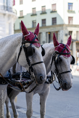 Foto Profile portrait of two heads of white carriage horses in burgundy ear bonnets