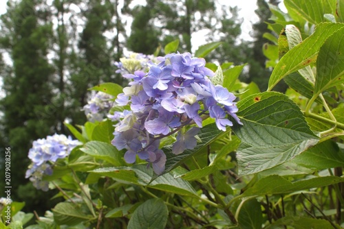 梅雨のイメージ写真 紫陽花	