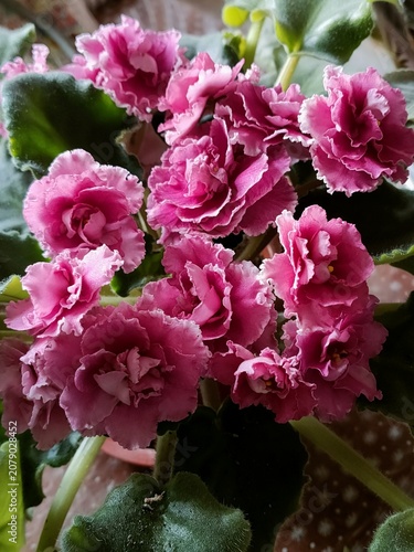 pink hydrangea flower