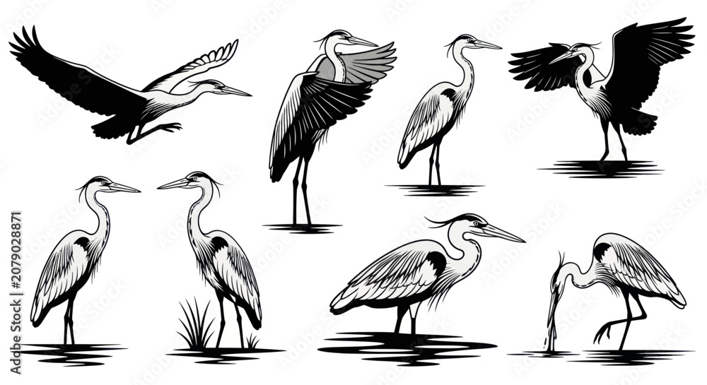 Fototapeta premium Great blue heron collection in black and white woodcut style
