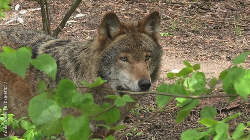 A grey wolf watches intently and licks its lips from behind green foliage


