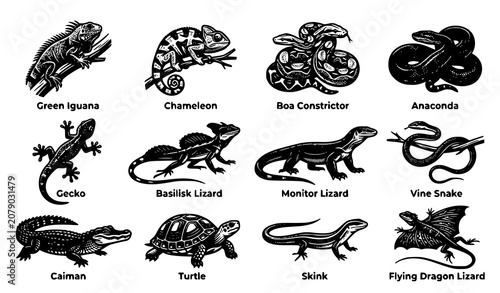 Photos Reptile and Herpetology Wildlife Icon Set with Iguana, Chameleon, Python, Monito