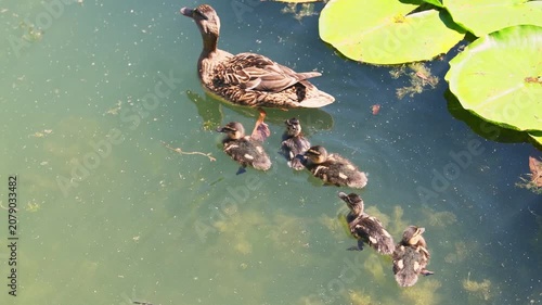Mother duck leading ducklings swimming beside lily pads on calm pond water with sunlight