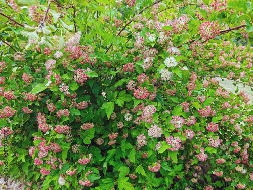 Fotografie Japanese spirea (Spiraea japonica) shrub, probably the popular ‘Little Princess’ variety, characterised by its compact habit and profuse flowering