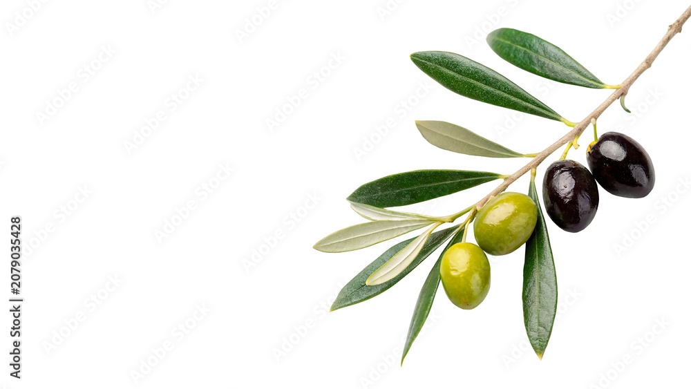 Fototapeta premium Fresh green and black olives on a leafy branch isolated on transparent background cut out