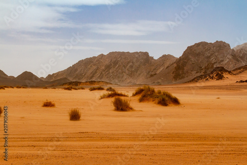 Fotografía Tire tracks in the Reg Desert during the golden hour