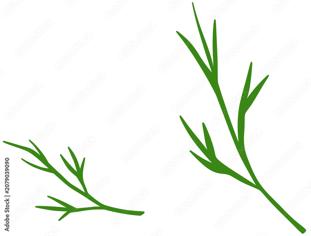 Obraz premium Fresh Rosemary Herb Illustration
