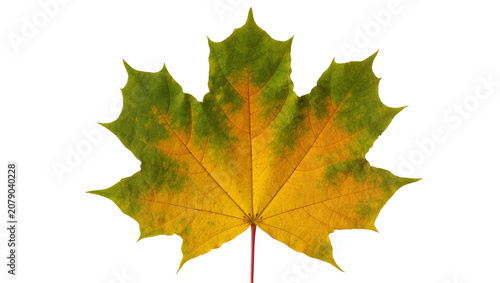 Fotografie Isolated vibrant maple leaf changing color, autumn foliage, natural season chang