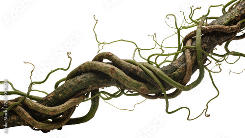 Φωτογραφία Isolated intertwined tropical jungle vines and liana branches with tendrils crea