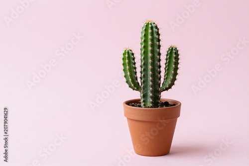 A small cactus in a small orange pot on a pink background