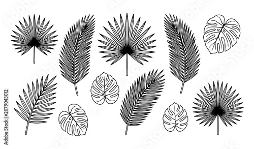 Tropical Palm Fan Leaves and Monstera Leaf Collection Hand Drawn Botanical Outline Illustration Set