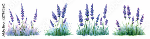 фотографія Lavender plants growing with purple flowers, watercolor illustration representin