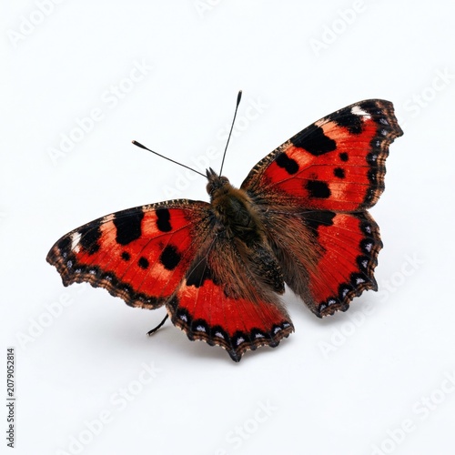 Red Butterfly Spread Wings on White Background