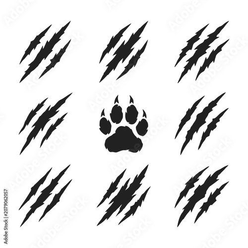 Black bear paw print and claw marks on white background animal footprint and scratch marks illustration