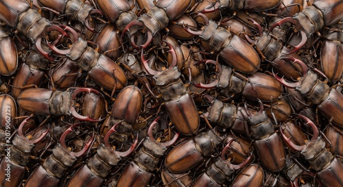 A dense pile of brown stag beetles with prominent red mandibles creating a textured natural pattern
