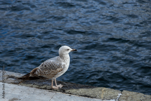 Foto Seagull standing on a stone pier by the sea water surface on a cloudy day