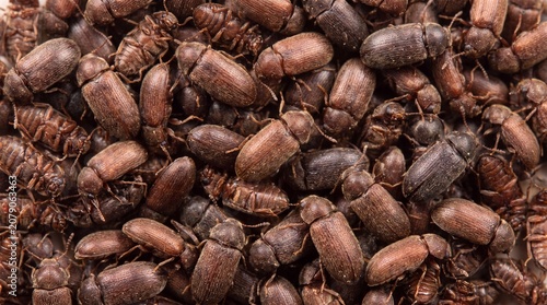A large cluster of small brown beetles with oval bodies and segmented legs densely packed together, filling the entire frame