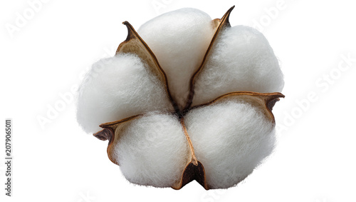 Foto Isolated soft fluffy cotton boll with natural fibers, perfect for textile and fa
