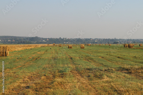 Canvas Print Rural landscape with haystacks and storks in the field