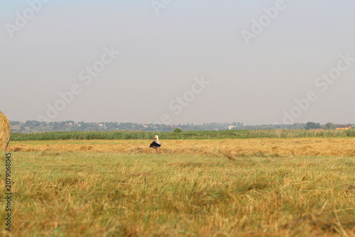 Принти на полотні Rural landscape with haystacks and storks in the field
