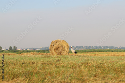 Фотография Rural landscape with haystacks and storks in the field